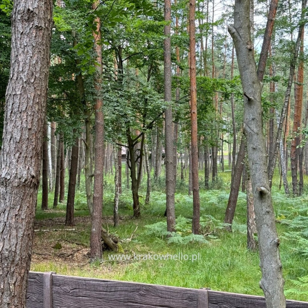 Puszcza Niepołomice